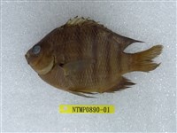藏品(孟加拉豆娘魚)的圖片